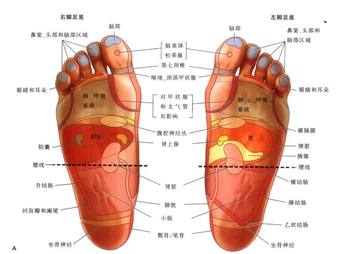 脚上的反射点.png